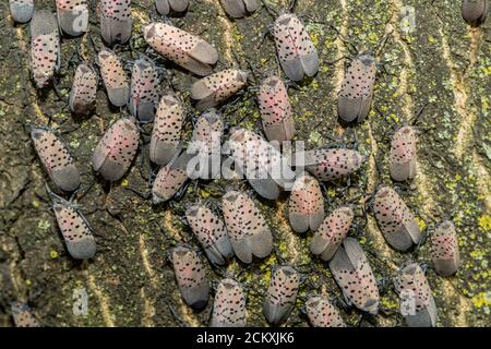 GRANDE RAGGRUPPAMENTO DI LYCORMA DELICATULA (SPOTTED LANTERNFLIES) SU UN ALBERO IN PHILADELPHIA PENNSYLVANIA Foto Stock