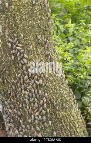 GRANDE RAGGRUPPAMENTO DI LYCORMA DELICATULA (SPOTTED LANTERNFLIES) SU UN ALBERO IN PHILADELPHIA PENNSYLVANIA Foto Stock