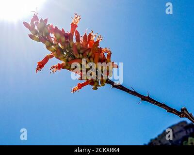 Ocotillo fiorisce con il sole che splende dietro di esso. Fouquieria splendens (comunemente noto come ocotillo) è anche chiamato coachwhip, candlewood, slimwood, corallo del deserto, il personale di Giacobbe, cactus di Giacobbe, e cactus della vite. È una pianta indigena del deserto di sonora e del deserto di Chihuahuan nel sud-ovest degli Stati Uniti e nel nord del Messico Foto Stock