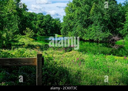 Le rive del fiume Concord con fiori selvatici colorati in fiore in una calda mattina estiva. La lussureggiante crescita verde e i luminosi fiori magenta sono stu Foto Stock