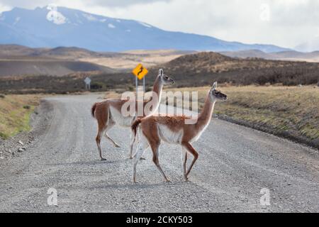 Guanaco sulla strada Parco Nazionale Torres del Paine. Foto Stock