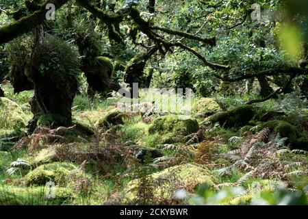 Wistman's Wood, Dartmoor, Devon, Regno Unito. Uno dei boschi di querce più alti della Gran Bretagna, un esempio di foresta autoctona di querce. Foto Stock