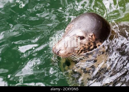 il sigillo di mare vicino sta nuotando in acqua Foto Stock