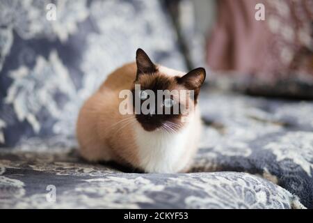 Chocolate Point Female Siamese Cat sdraiato su una coperta a. Casa Foto Stock