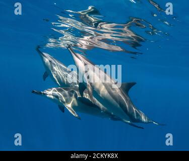 Delfini turgidi hawaiani, Stenella longirostris longirostris, superficie con riflessione, Kona Coast, Big Island, Hawaii, USA, Oceano Pacifico Foto Stock