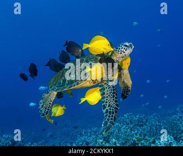 Tartaruga di mare verde, Chelonia mydas, che viene pulita da tang giallo, Zebrasoma flavescens, e goldring pesce surgeonfish, Ctenochaetus strigosus, e blueline s. Foto Stock