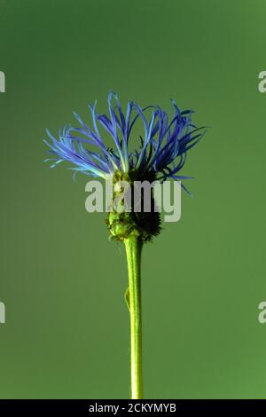 Fiore di mais di montagna o bottoni di bachelor, fiore con raggi violetti o petali segmentati su sfondo giallo, nome scientifico Centaurea montana Foto Stock