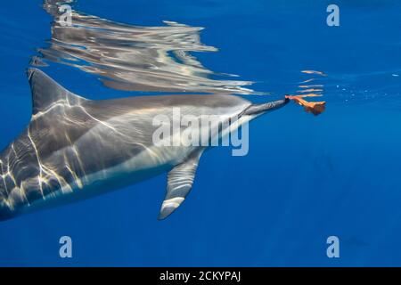 Delfino hawaiano dello Spinner, Stenella longirostris longirostris, superficie per spingere la foglia, Kona Coast, Big Island, Hawaii, USA, Oceano Pacifico Foto Stock