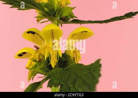 Fiore giallo selvatico conosciuto sotto il nome di arcangelo giallo, pianta di artiglieria o pianta di alluminio isolato su sfondo giallo, nome scientifico Lam Foto Stock