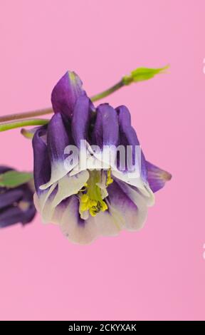 Due fiori viola e bianco di primavera conosciuti come colonna europea, colonna comune, su sfondo rosa, nome scientifico Aquilegia vulgaris Foto Stock