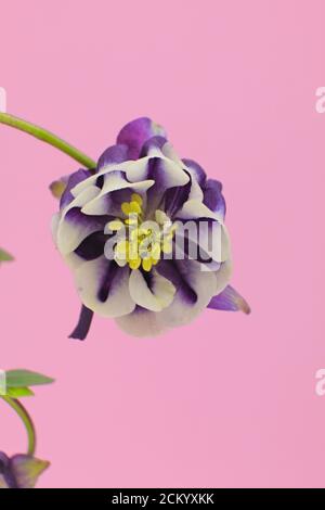 Due fiori viola e bianco di primavera conosciuti come colonna europea, colonna comune, su sfondo rosa, nome scientifico Aquilegia vulgaris Foto Stock