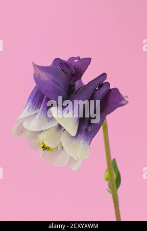 Due fiori viola e bianco di primavera conosciuti come colonna europea, colonna comune, su sfondo rosa, nome scientifico Aquilegia vulgaris Foto Stock