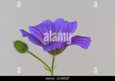 Primo piano di un fiore viola Cranesbill, Geranium Rozanne, isolato sotto una luce soffusa su uno sfondo bianco Foto Stock