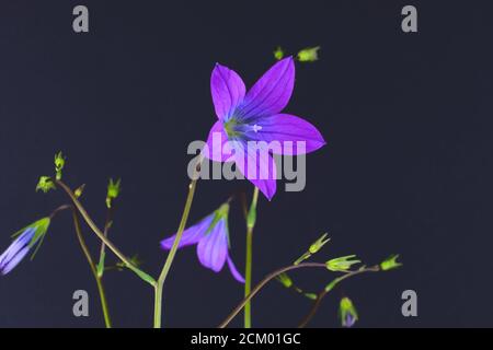 Primo piano di un Bellflower a diffusione, su sfondo nero, nome scientifico Campanula patula Foto Stock
