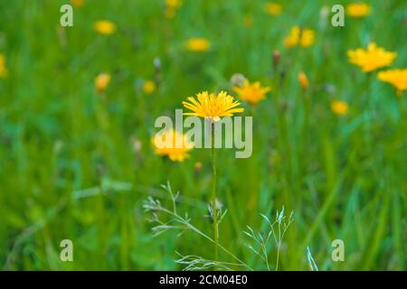 Prato pieno di fiori gialli selvatici knwon come fior di falksbeard liscio, nome scientifico Crepis capillaris Foto Stock