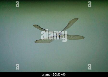 Southern hawker (Aeshna cyanea) in volo Foto Stock