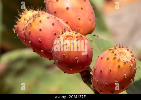 Cactus di pera di prickly primo piano con la frutta in colore rosso. Opuntia, comunemente chiamato pera di ceci, è un genere della famiglia dei cactus, Cactaceae. Pera di prickly Foto Stock