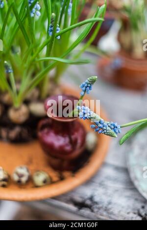 Fiori di Muscari in vaso di ceramica su vecchio tavolo di legno Foto Stock