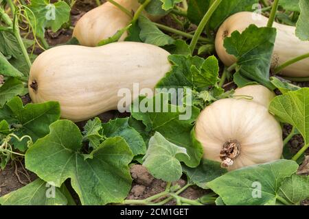 Butternut Squash 'Cucurbita moschata' che matura in Field, California. Foto Stock