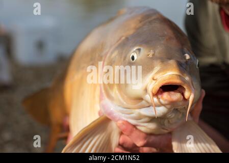 Le avventure di pesca, la pesca alla carpa. Specchio carpa (Cyprinus carpio). Il pescatore con un grande carpa pesca trofeo. Foto Stock