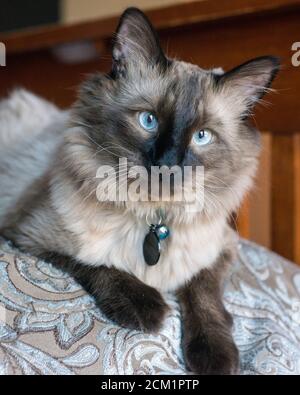 Siamese o Seal Point Cat con occhi blu Foto Stock