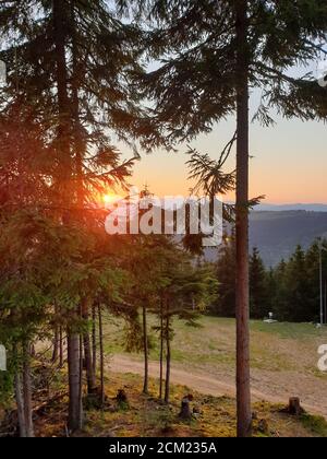 Raggi di sole attraverso rami di pino al tramonto in montagna, in Marisel, Cluj contea, Transilvania, Romania. Attività all'aperto in natura mentre socia Foto Stock