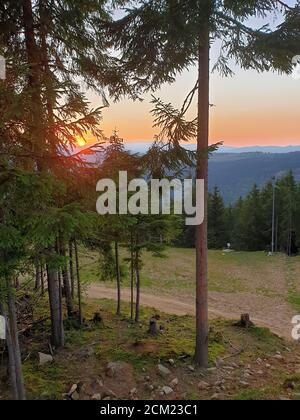 Raggi di sole attraverso rami di pino al tramonto in montagna, in Marisel, Cluj contea, Transilvania, Romania. Attività all'aperto in natura mentre socia Foto Stock