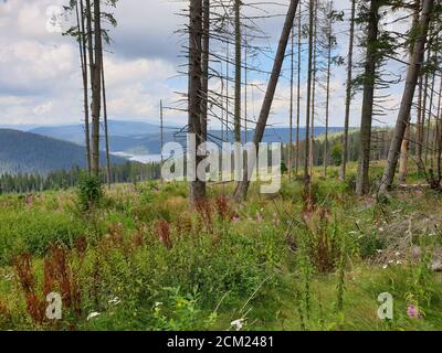 Problema di deforestazione nel parco naturale. Problema ambientale nelle montagne Afuseni. Taglio di pini, disboscamento illegale in Transilvania, Romania. Per Foto Stock