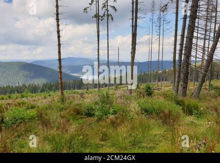 Problema di deforestazione nel parco naturale. Problema ambientale nelle montagne Afuseni. Taglio di pini, disboscamento illegale in Transilvania, Romania. Per Foto Stock