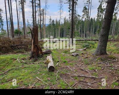 Problema di deforestazione nel parco naturale. Problema ambientale nelle montagne Afuseni. Taglio di pini, disboscamento illegale in Transilvania, Romania. Dea Foto Stock