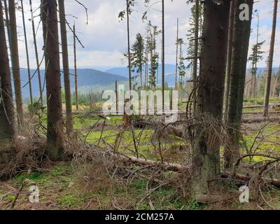 Problema di deforestazione nel parco naturale. Problema ambientale nelle montagne Afuseni. Taglio di pini, disboscamento illegale in Transilvania, Romania. Mar Foto Stock