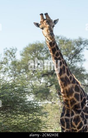 La giraffa selvaggia con testa e collo lungo inclinato su un lato sembra curiosa verso l'angolo della fotocamera. Immagine verticale ad alta risoluzione. Foto Stock