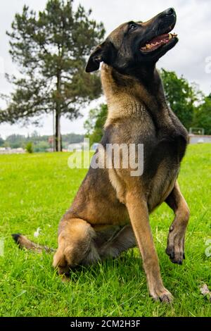 Pastore belga in posa in posizione seduta in attesa dei suoi ordini di padrone al centro di addestramento all'aperto del cane, protezione della famiglia del cane di guardia da animali. Foto Stock