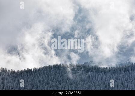 Winter forest backdrop with snowy trees and dramatic clouds Foto Stock