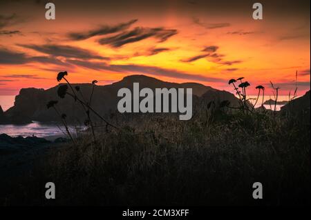 Tramonto colorato sulla spiaggia dell'Oregon con fiori selvatici in primo piano. Foto Stock