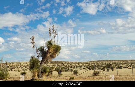 Molto alto Tall Soaptree Yucca pianta che cresce vicino alla strada in New Mexico. Foto Stock