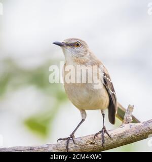 mockingbird settentrionale (Mimus polyglottos) seduto sul ramo dell'albero. Sentiero Anhinga. Parco nazionale delle Everglades. Florida. STATI UNITI Foto Stock