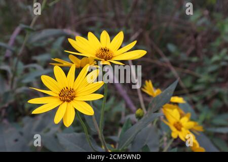 Fiori di Sunchoke gialli luminosi in esposizione a fine estate Foto Stock