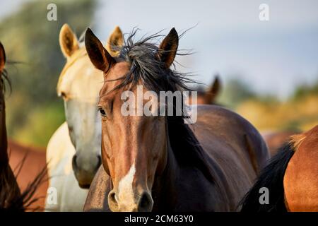 Giovane cavallo addomesticato guardando la telecamera in un campo con profondità di campo poco profonda Foto Stock