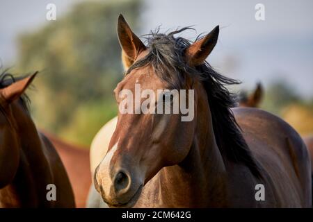 Giovane cavallo addomesticato guardando la telecamera in un campo con profondità di campo poco profonda Foto Stock