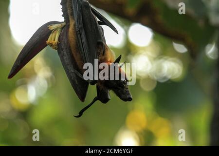 La volpe indiana sul fiore della banana, l'ecosfera del Kerala è sede di un'eccitante gamma di specie aviarie, rendendola un paradiso per gli appassionati di uccelli. Foto Stock