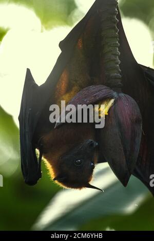 La volpe indiana sul fiore della banana, l'ecosfera del Kerala è sede di un'eccitante gamma di specie aviarie, rendendola un paradiso per gli appassionati di uccelli. Foto Stock