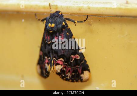 lily Moth, il paese di Dio, l'eccitante ecosfera del Kerala è sede di un'eccitante gamma di specie di farfalle, rendendolo un paradiso per gli appassionati. Foto Stock