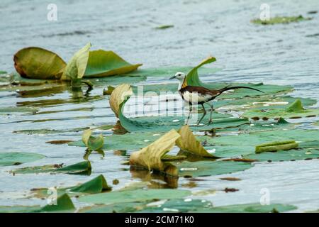 La jacana con coda di fagiano, l'eccitante ecosfera del Kerala, ospita un'eccitante gamma di specie aviarie, rendendola un paradiso per gli appassionati di uccelli. Foto Stock