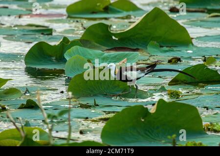 La jacana con coda di fagiano, l'eccitante ecosfera del Kerala, ospita un'eccitante gamma di specie aviarie, rendendola un paradiso per gli appassionati di uccelli. Foto Stock