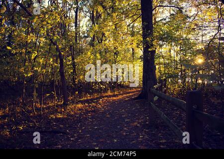 Segui il sentiero sterrato del parco costeggiato da alberi nel tardo pomeriggio, con fogliame autunnale. Foto Stock