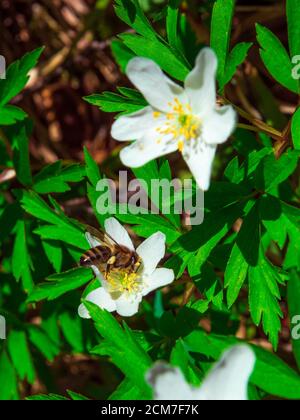primi fiori bianchi nella foresta. Primi fiori e foglie gialle. Concetto di natura Foto Stock