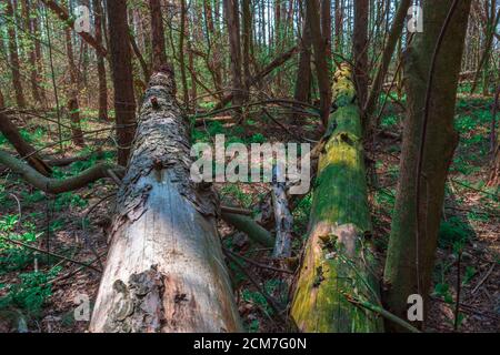 alberi caduti nella foresta contro altri pini con marrone corteccia di pino testurizzata in estate in tempo di sole Foto Stock