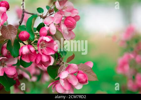 Vista ravvicinata dei bellissimi fiori di ciliegio rosa brillante sul ramo, fuoco selettivo, su sfondo verde Foto Stock