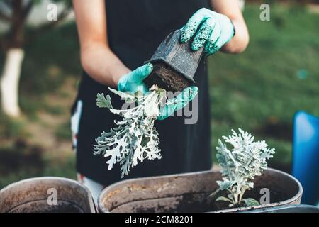 Primo piano foto di una donna caucasica che indossa guanti è repiantando fiori in pentole a casa Foto Stock